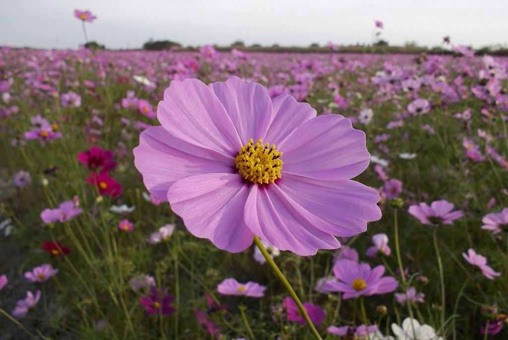 2015/11/01_吹上のコスモス畑