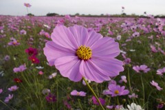2015/11/01_吹上のコスモス畑