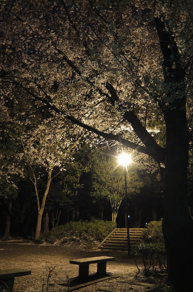 2014/04/05_氷川児童公園の夜桜