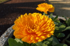 2016/03/19_花の丘農林公苑