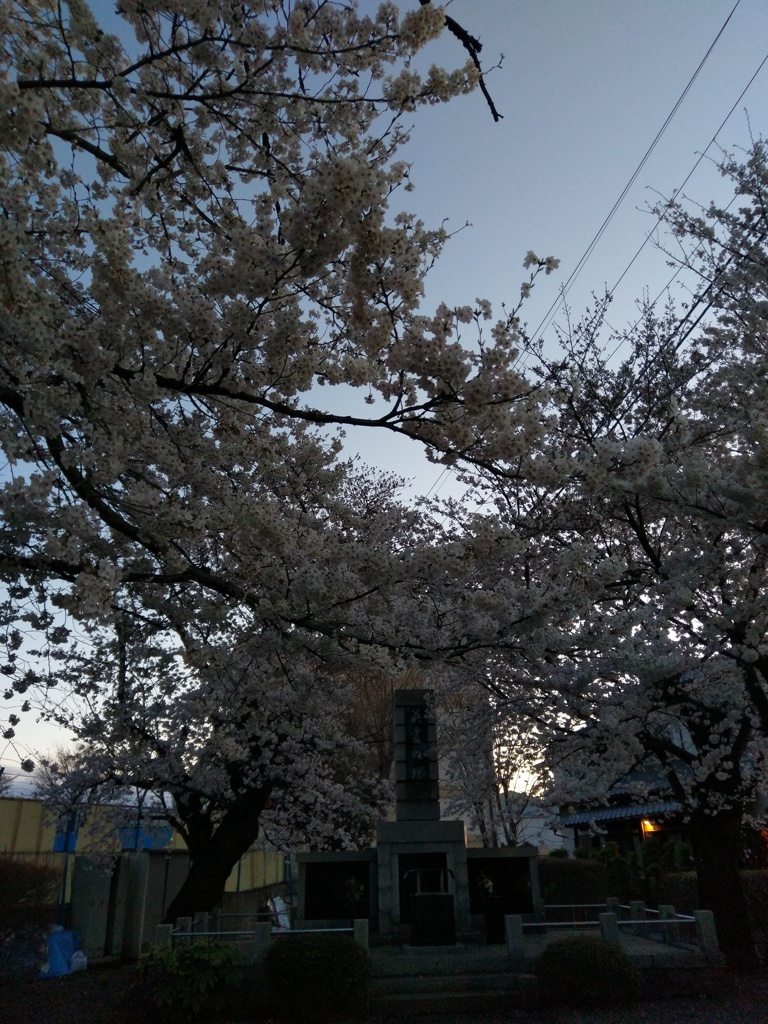 2019/03/31_英霊の塔の夕暮れ桜