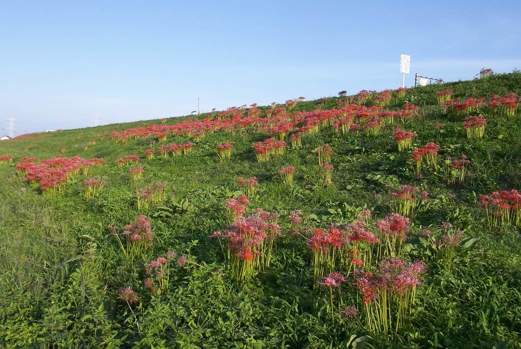 2015/09/22_彼岸花