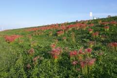 2015/09/22_彼岸花