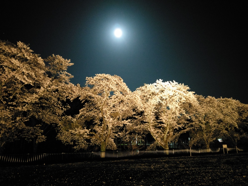 2018/03/31_外秩父の月夜桜