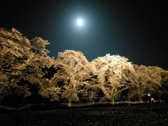 2018/03/31_外秩父の月夜桜