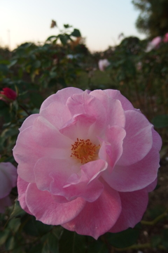 2015/10/18_伊奈バラ園の薔薇