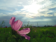 2017/07/22_コスモスと天使の梯子