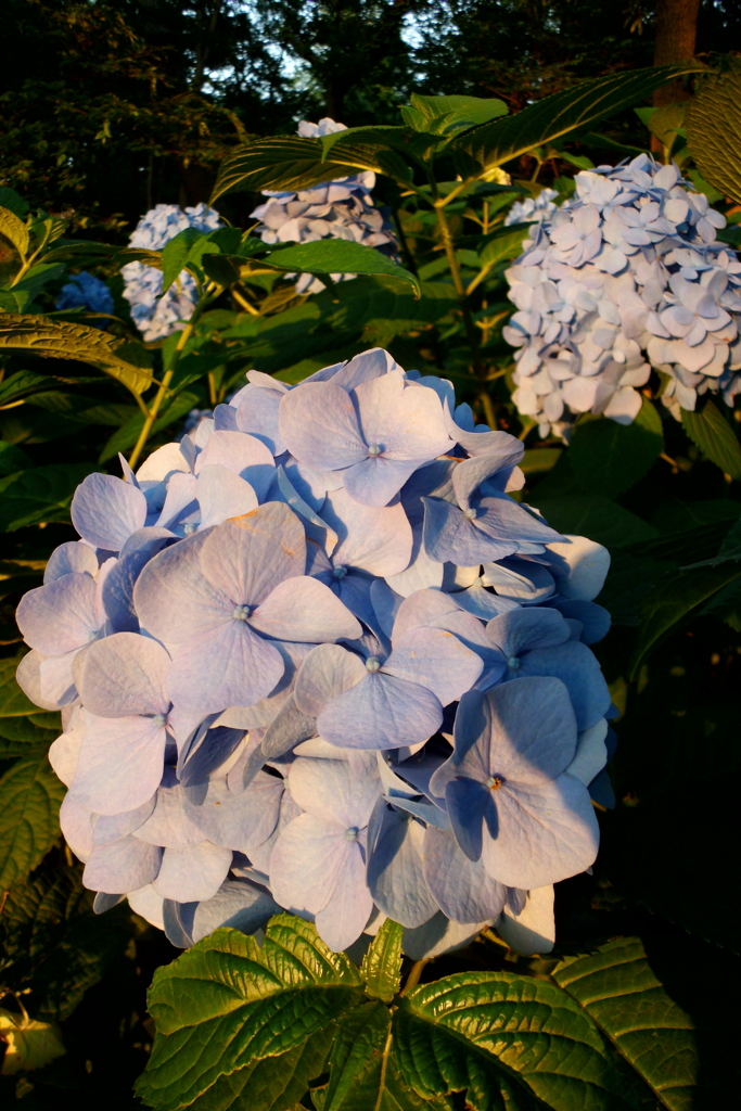 2016/06/18_伊奈アジサイ園の夕暮れ紫陽花