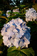 2016/06/18_伊奈アジサイ園の夕暮れ紫陽花