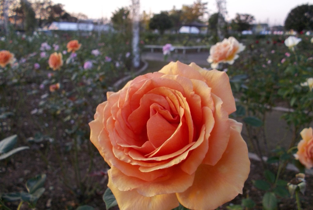 2015/10/18_伊奈バラ園の薔薇