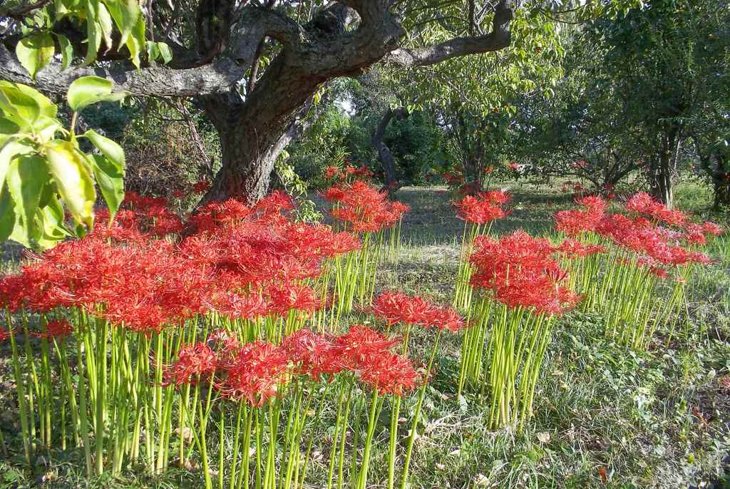 2015/09/22_彼岸花