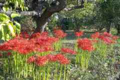 2015/09/22_彼岸花