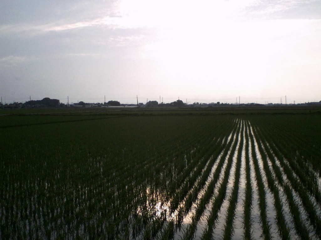 2015/07/05_水田に曇天