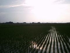 2015/07/05_水田に曇天