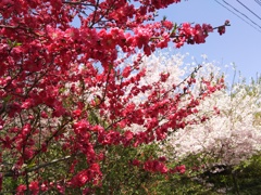2018/04/01_外秩父の春