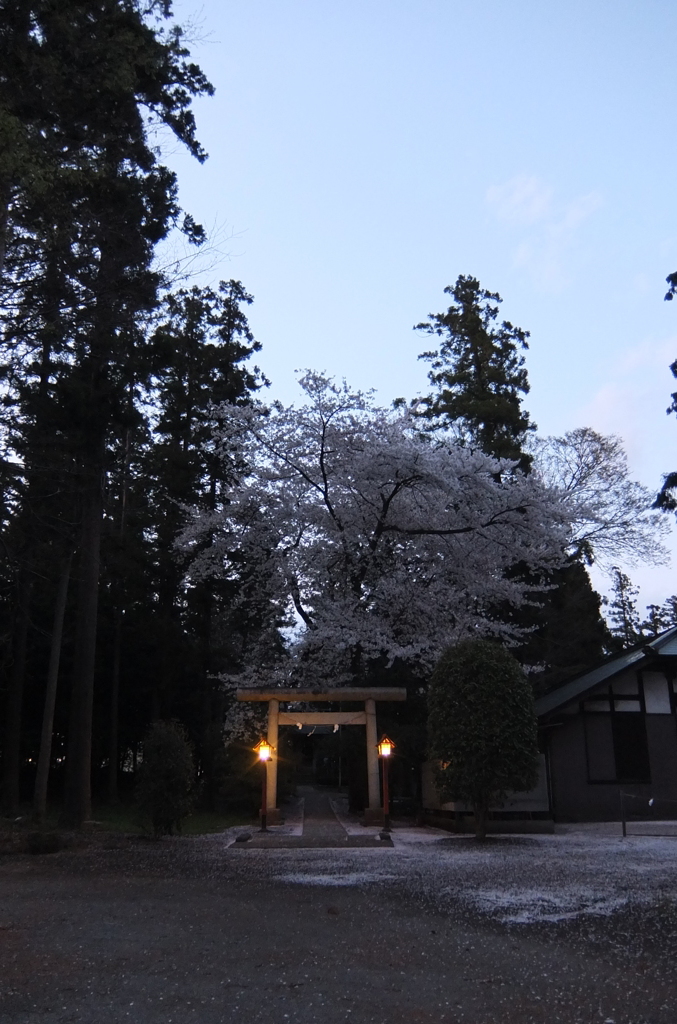 2014/04/05_伊奈崇霊社の夜桜（光の帝国）