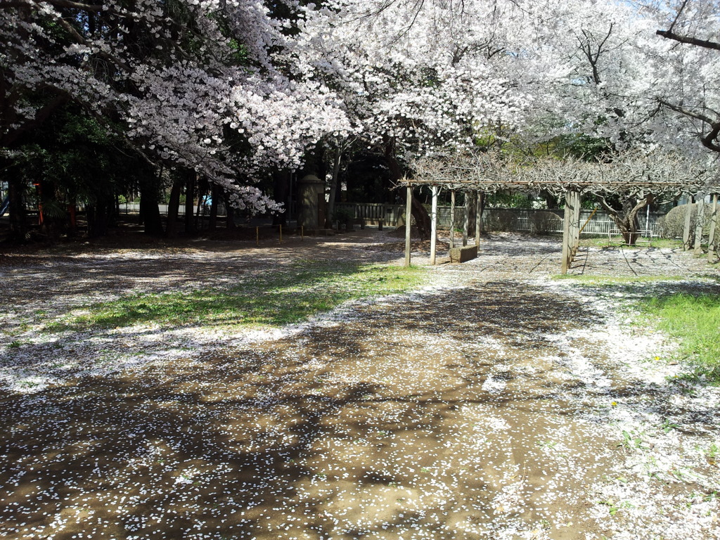 2019/04/06_氷川児童公園の桜