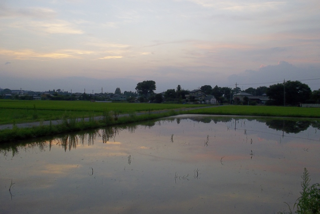 2015/07/25_水田の夕暮れ