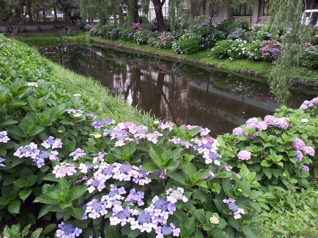 2016/07/16_盛岡城跡公園（岩手公園）鶴ケ池