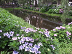 2016/07/16_盛岡城跡公園（岩手公園）鶴ケ池
