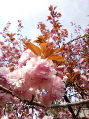 2019/04/21_道の駅和紙の里ひがしちちぶの八重桜