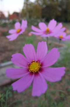 2015/10/18_伊奈バラ園のコスモス