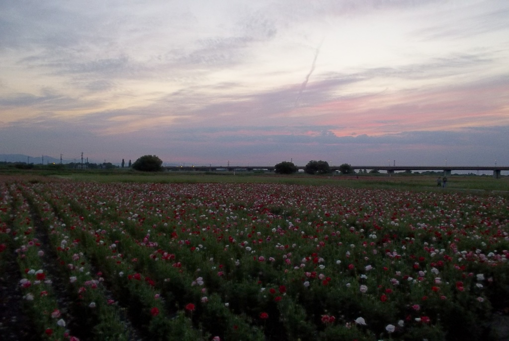 2015/05/24_夕暮れのポピー畑