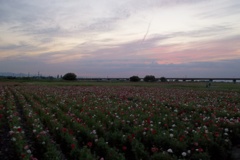 2015/05/24_夕暮れのポピー畑