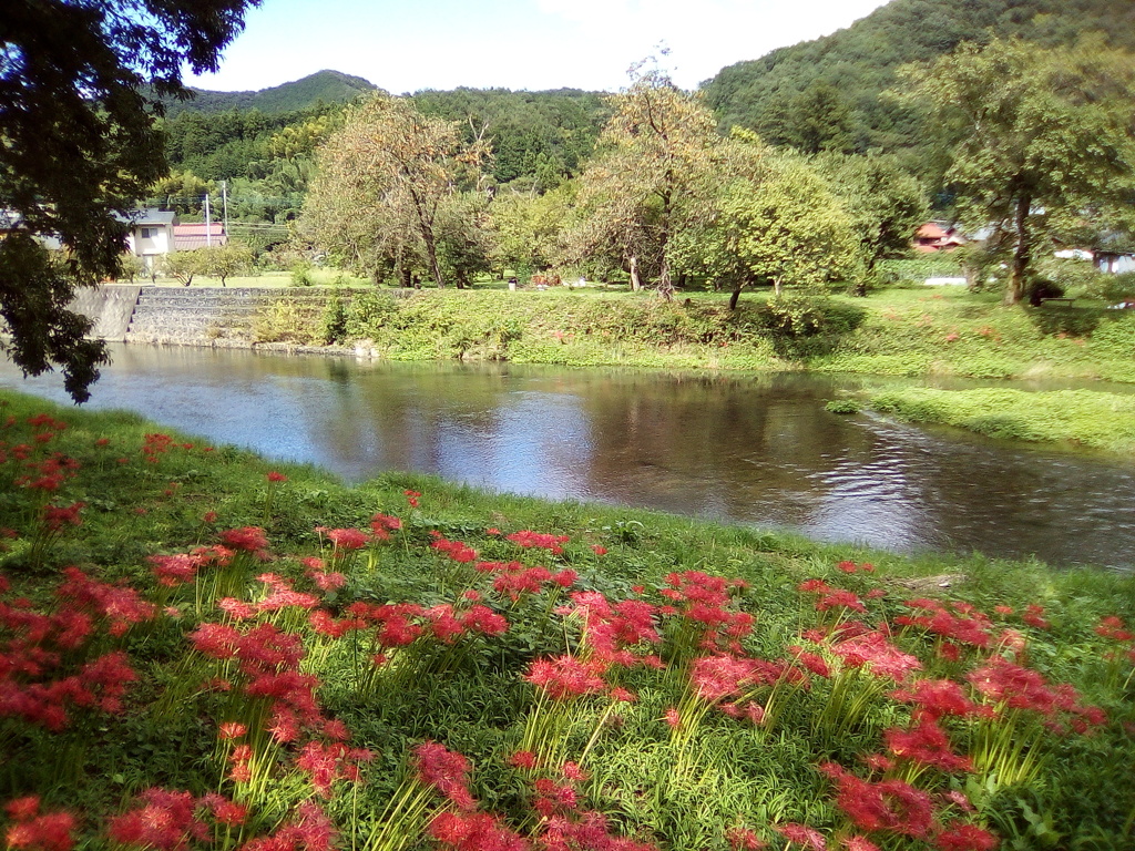 2018/09/22_安戸河原の彼岸花