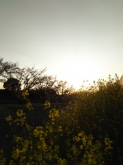 2017/04/15_夕暮れ菜の花
