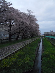2017/04/09_芝川の桜と菜の花