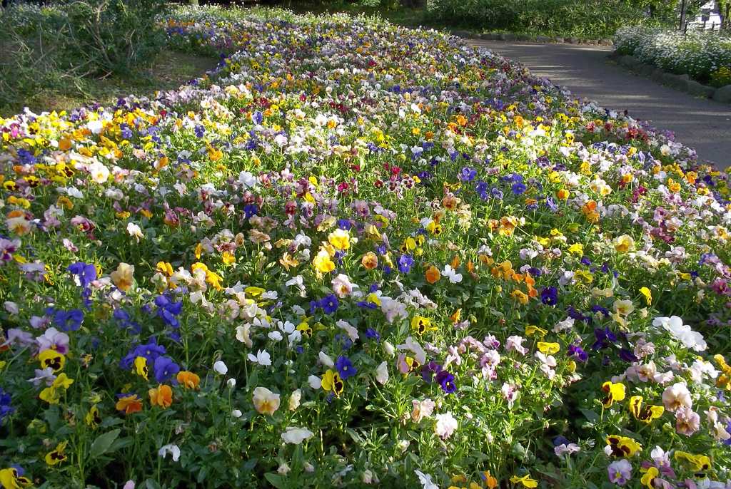 2016/05/04_飛鳥山公園の花壇