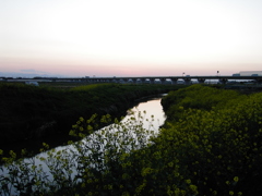 2017/04/15_野通川の夕暮れ菜の花