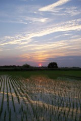 2015/05/24_水田の夕暮れ
