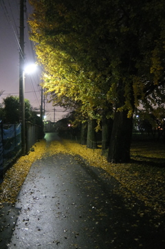 2014/11/29_夕暮れ、雨上がりの道