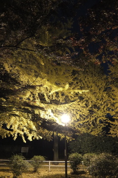 2014/11/24_夜の別所沼公園