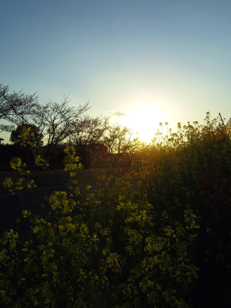 2017/04/15_夕暮れ菜の花