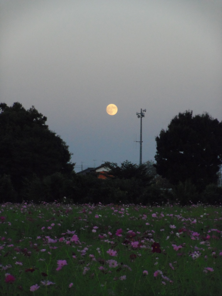2016/10/15_蓮田駒崎コスモス畑に月
