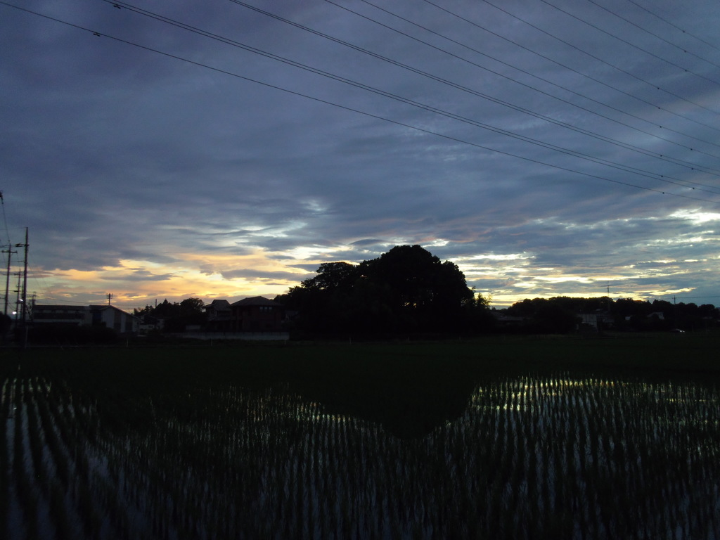2017/07/01_水田の夕暮れ