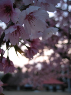 2016/03/27_放光寺の桜