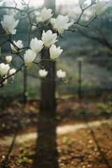 2016/03/19_花の丘農林公苑の白木蓮