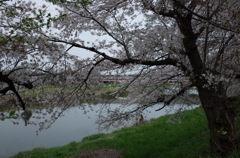 2015/04/04_元荒川の桜