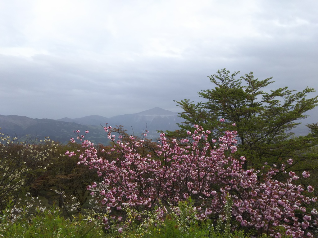 2018/04/16_美の山公園の花と武甲山