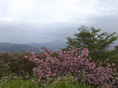 2018/04/16_美の山公園の花と武甲山