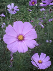 2015/07/05_伊奈バラ園のコスモス