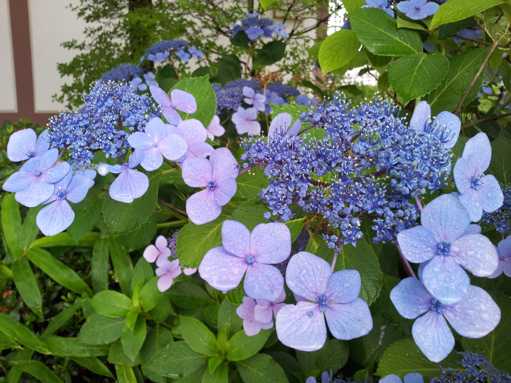 2016/07/17_高松公園の紫陽花