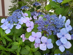 2016/07/17_高松公園の紫陽花