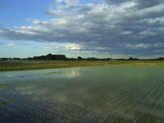 2017/06/04_水田に雲