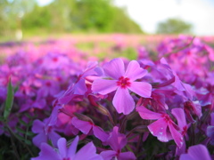 2017/04/23_花の丘農林公苑の芝桜