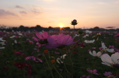 2014/10/19_夕暮れのコスモス畑